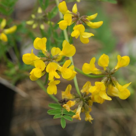 Horseshoe Vetch