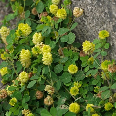 Trifolium campestre