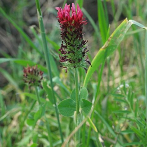 Trifolium incarnatum