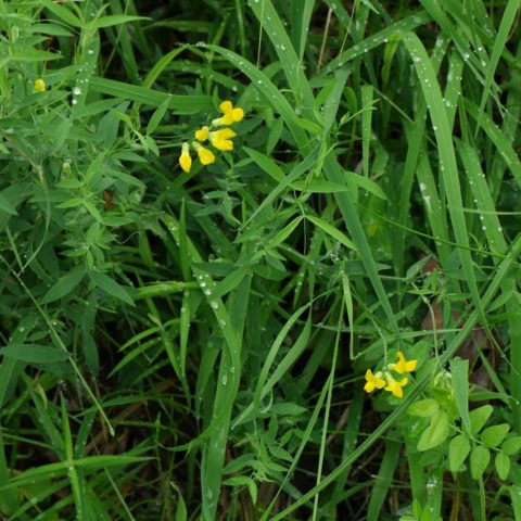 Meadow Vetchling