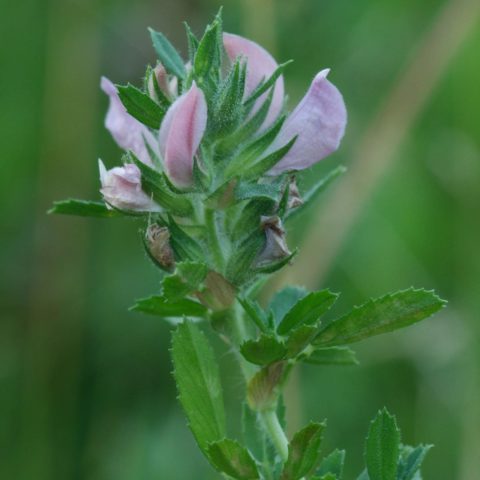 Spiny Restharrow