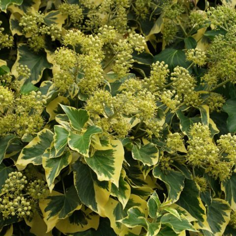 variegated Ivy