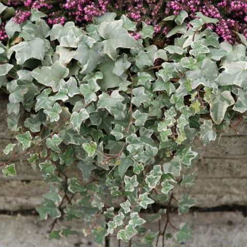 Hedera helix Glacier