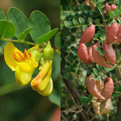 Colutea arborescens