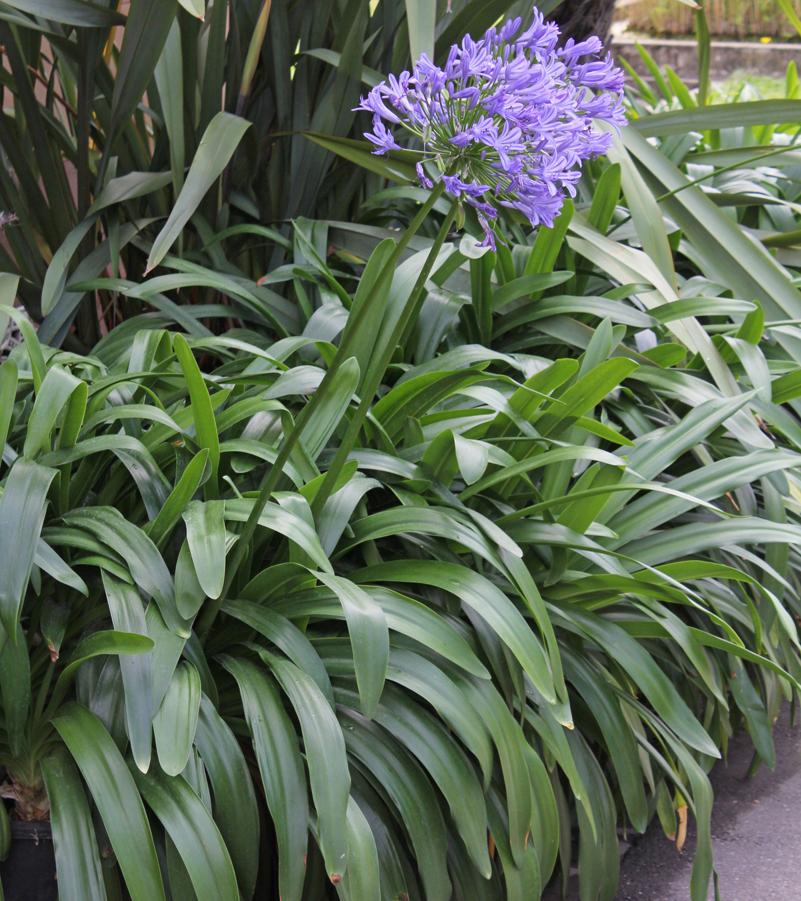 Agapanthus