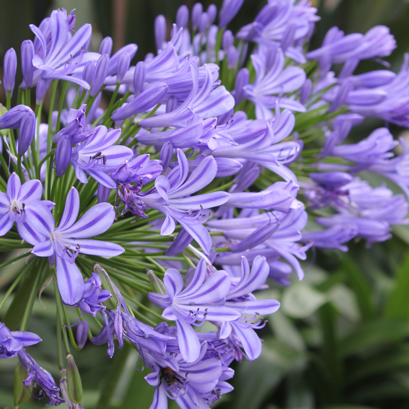 Agapanthus