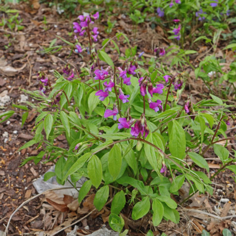 Lathyrus vernus