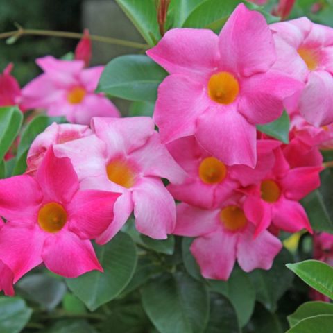 Mandevilla sanderi