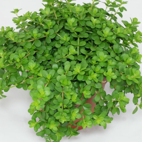 Peperomia deppeana