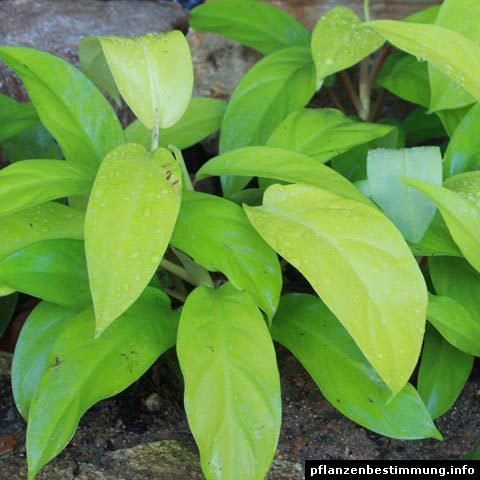 Philodendron Lemon Lime