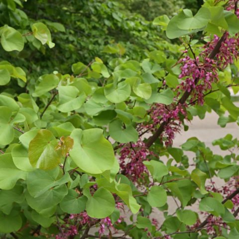 Cercis siliquastrum