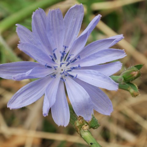 Cichorium intybus