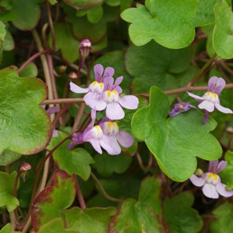 Cymbalaria muralis