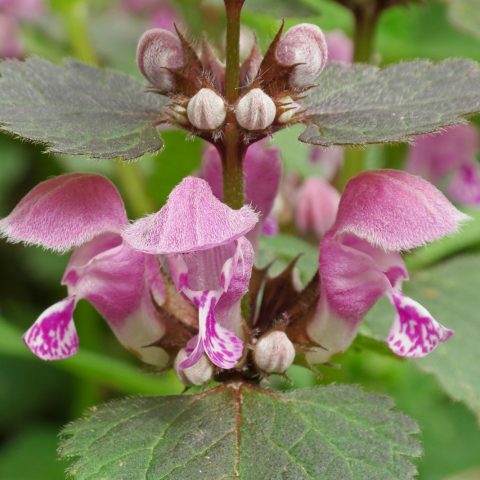 1 Lamium maculatum