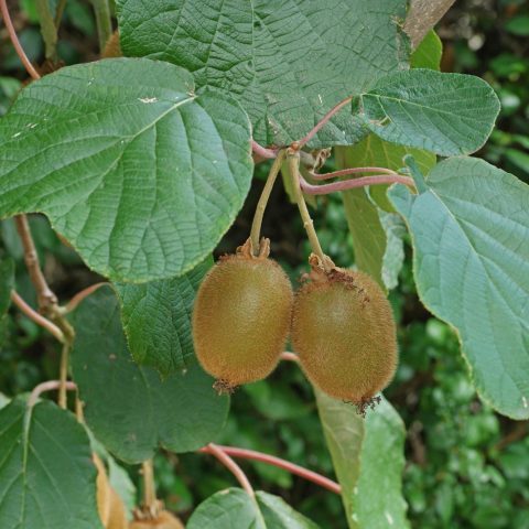 Actinidia deliciosa cv