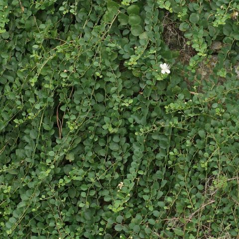 Capparis spinosa