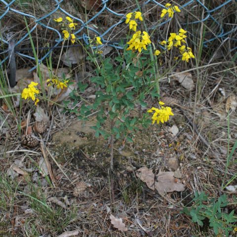 Cytisus nigricans