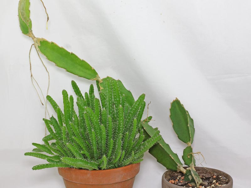 Hylocereus undatus