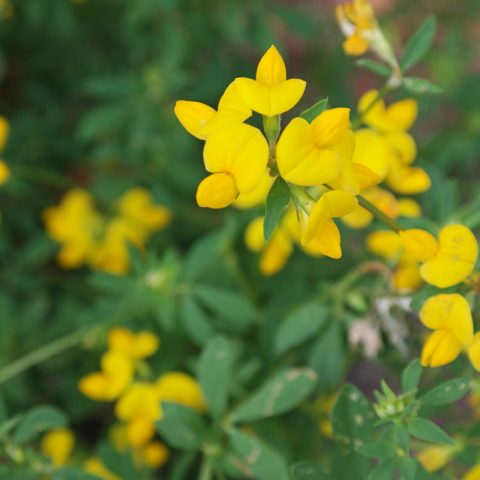 Lotus corniculatus