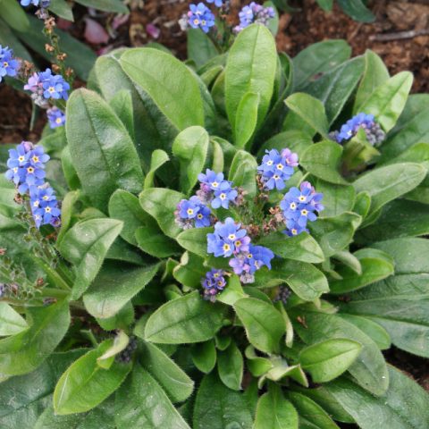 Myosotis sylvatica 1