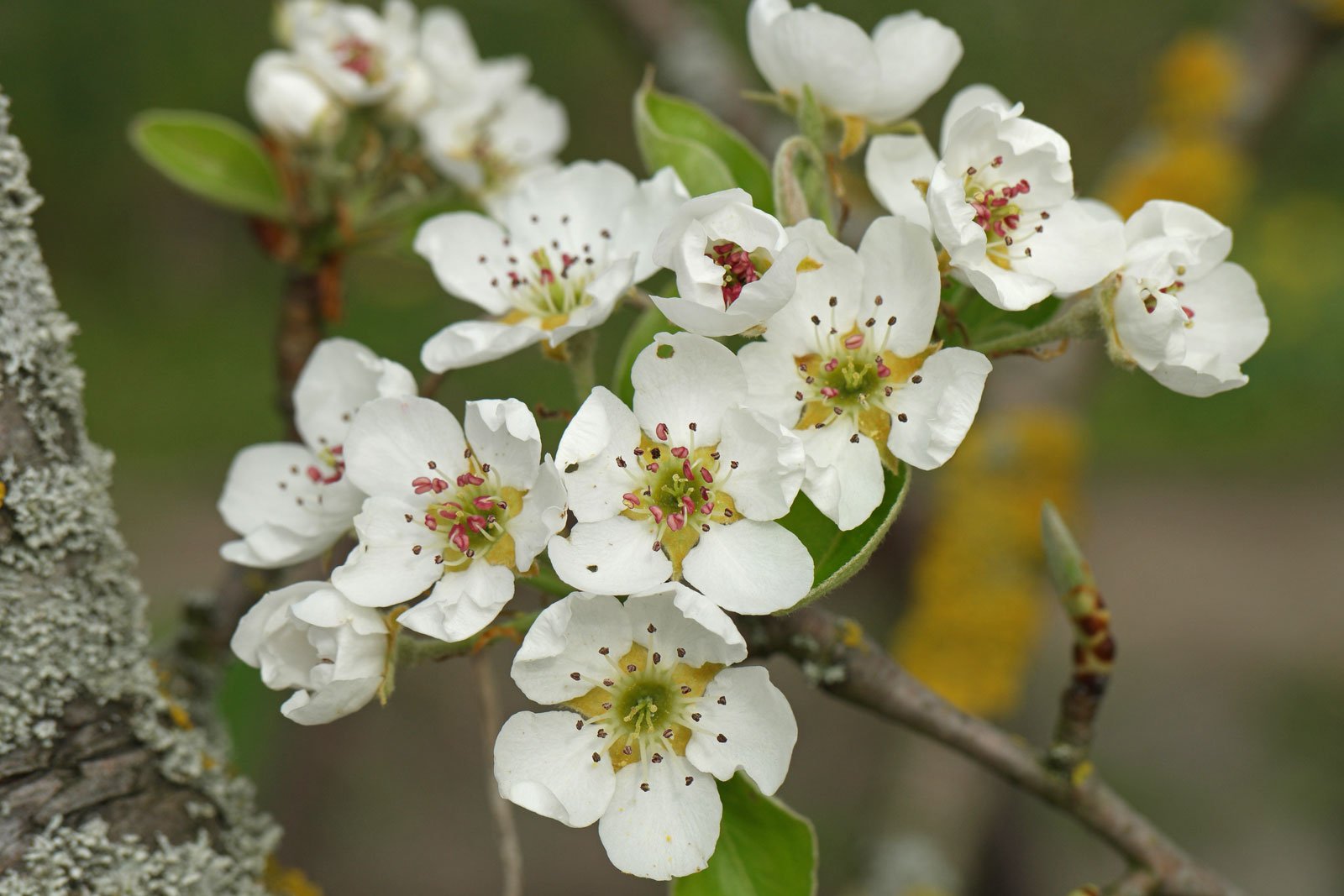 Pyrus communis cv.