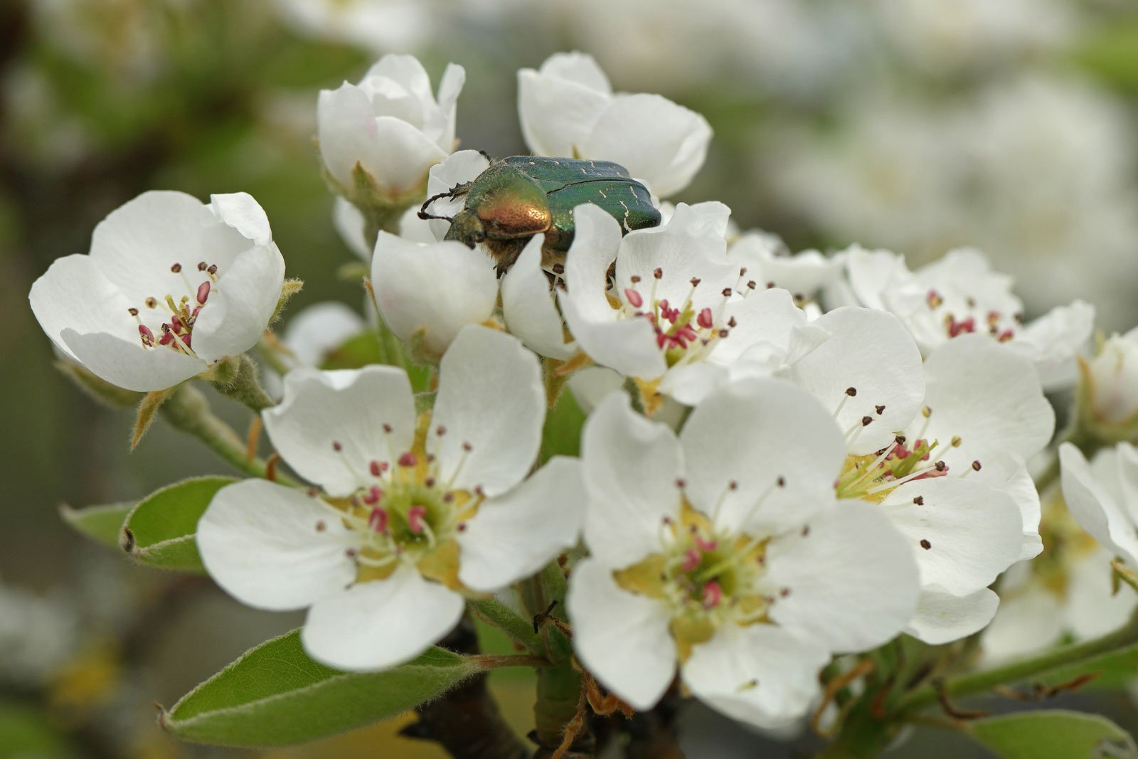 Pyrus communis cv.