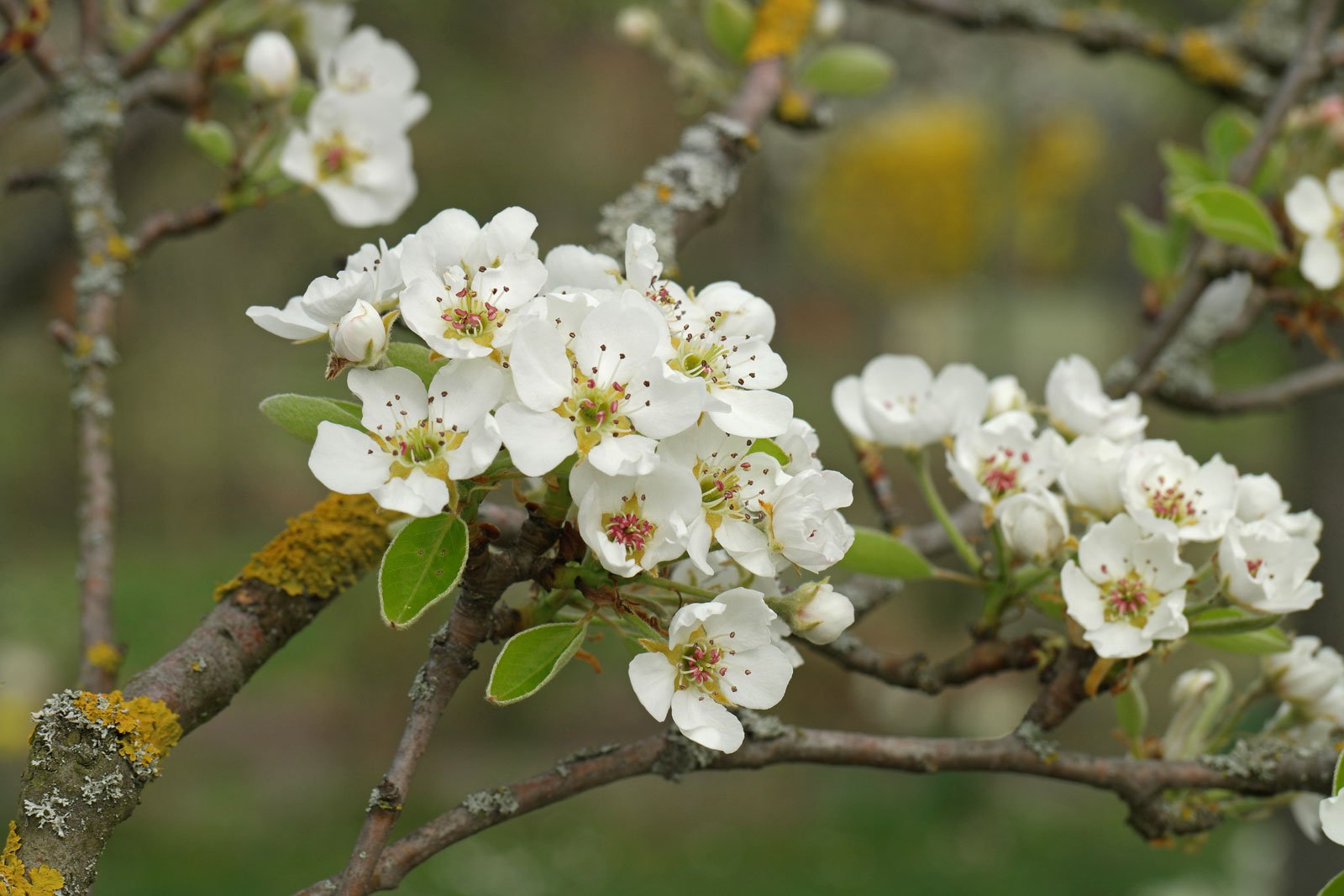 Pyrus communis cv.