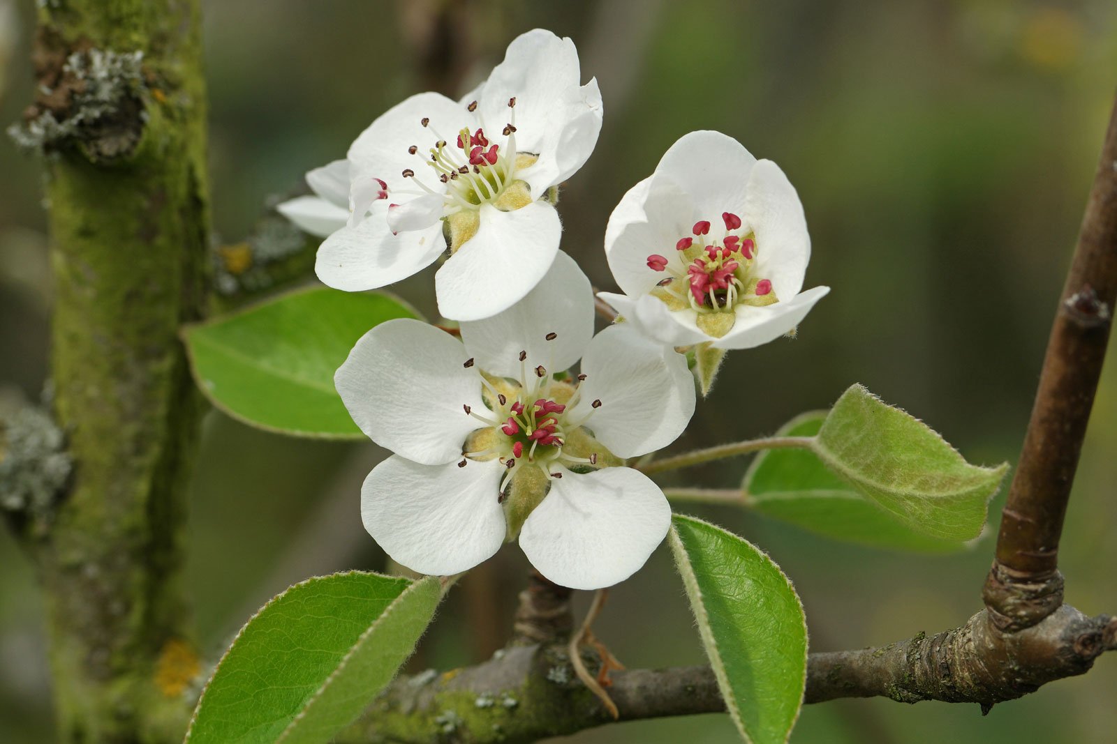 Pyrus communis cv.