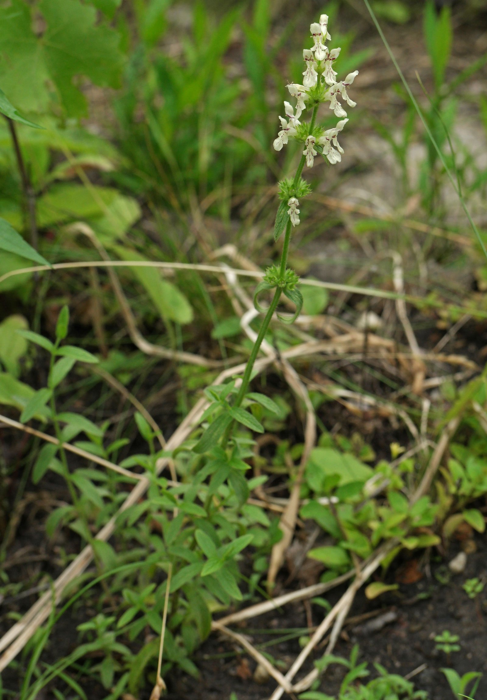 Stachys recta