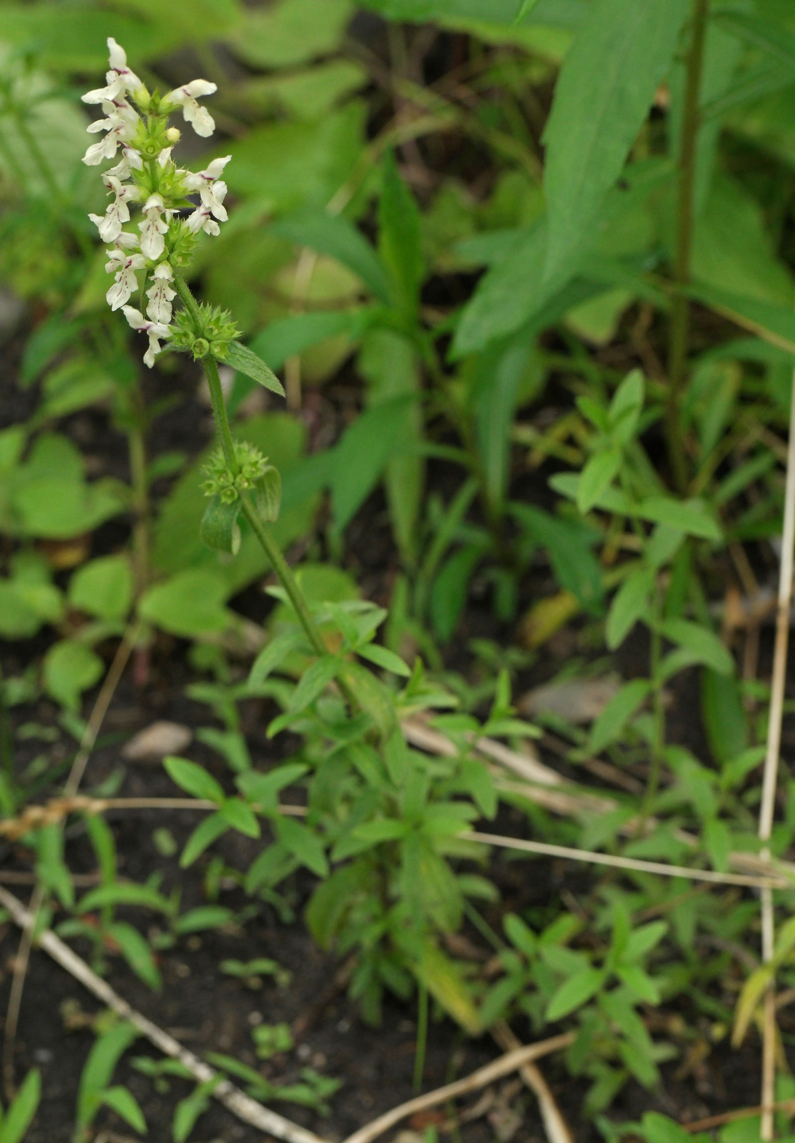 Stachys recta