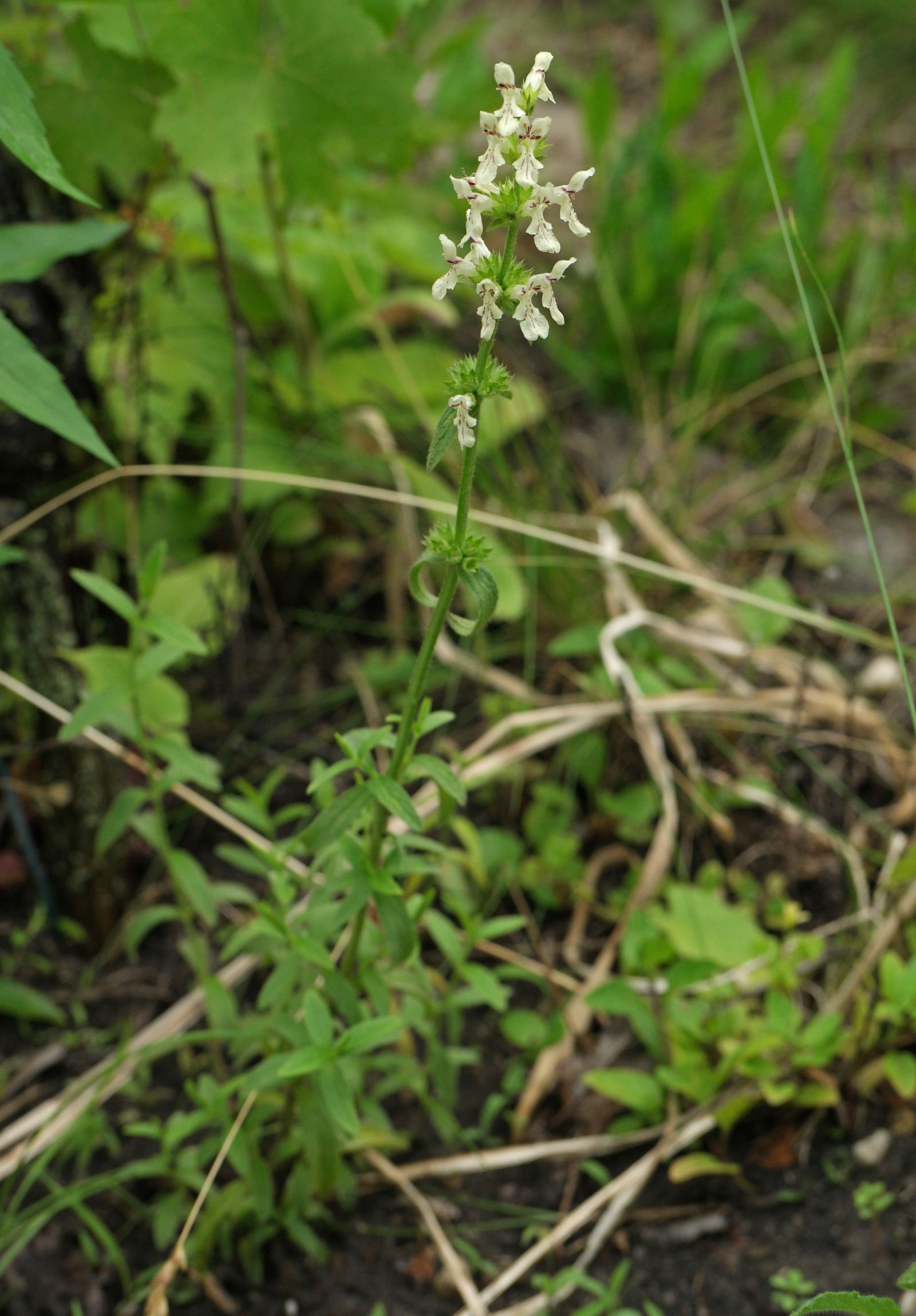 Stachys recta