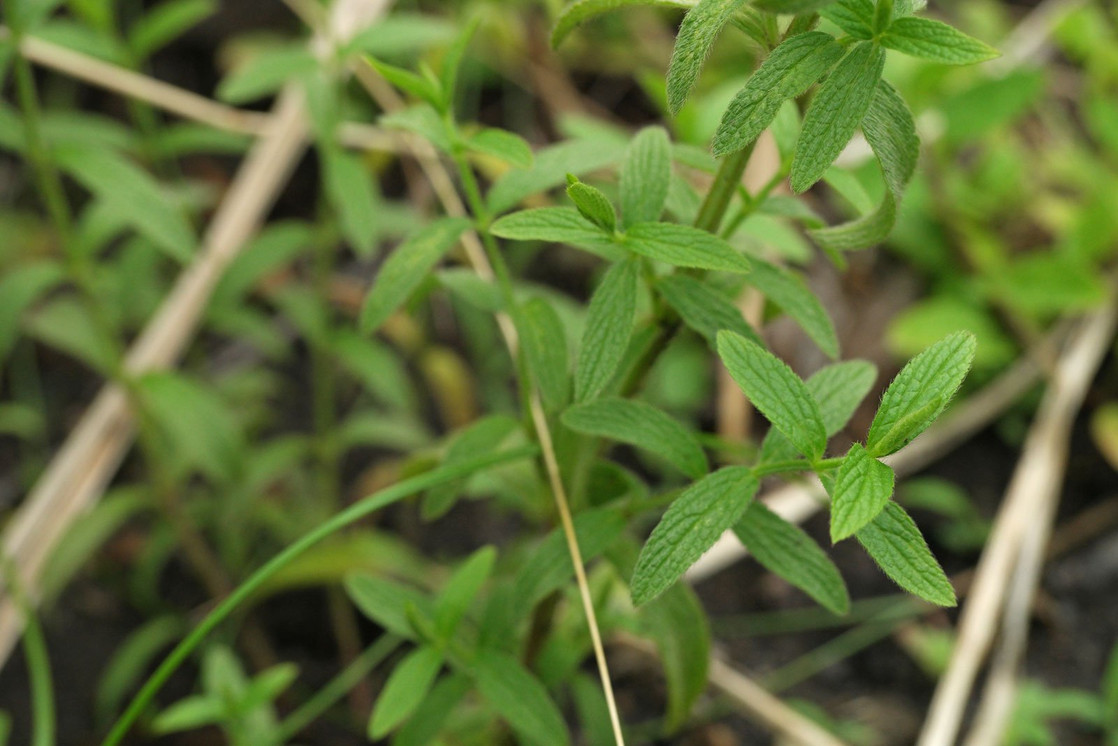 Stachys recta