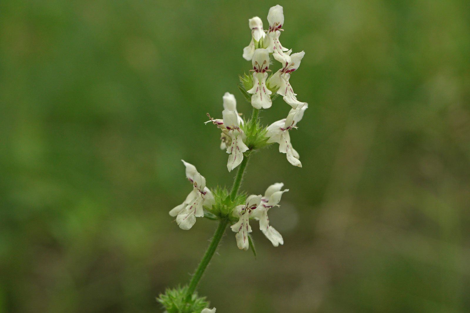 Stachys recta