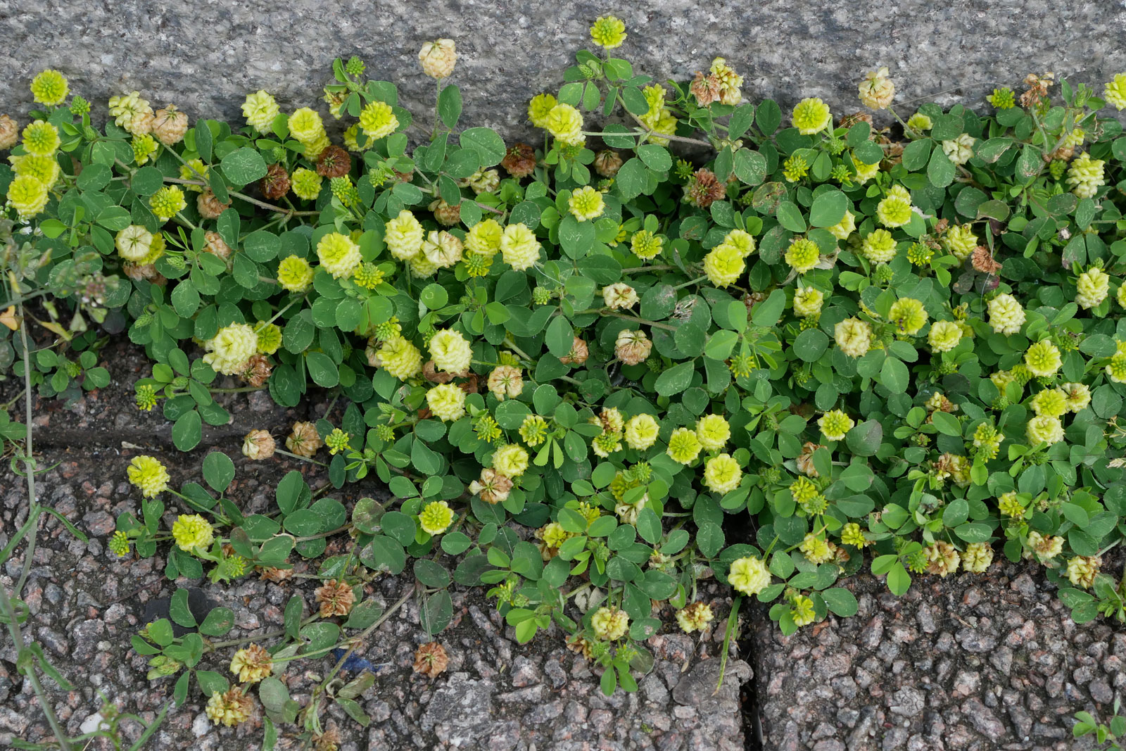 Trifolium campestre