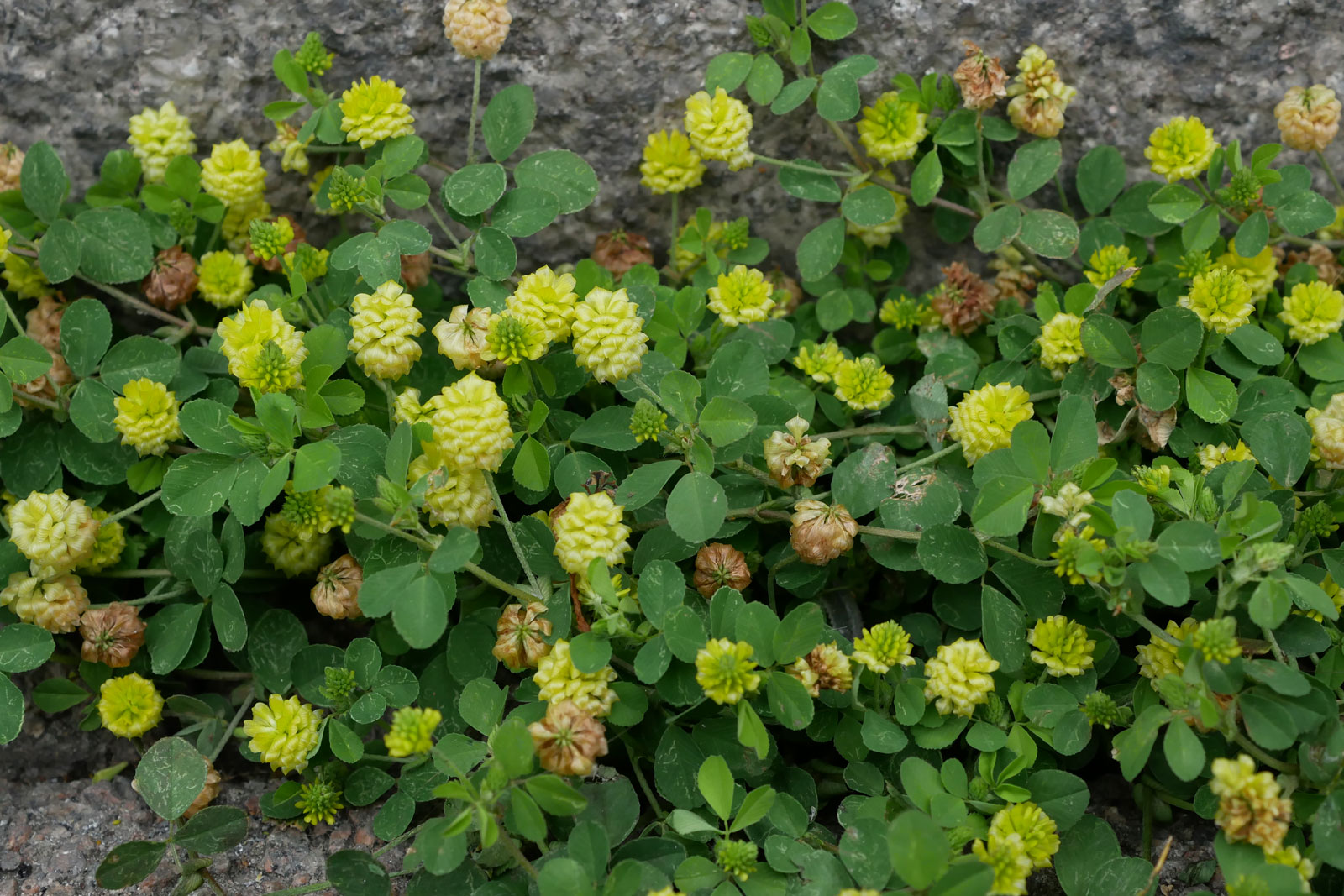 Trifolium campestre