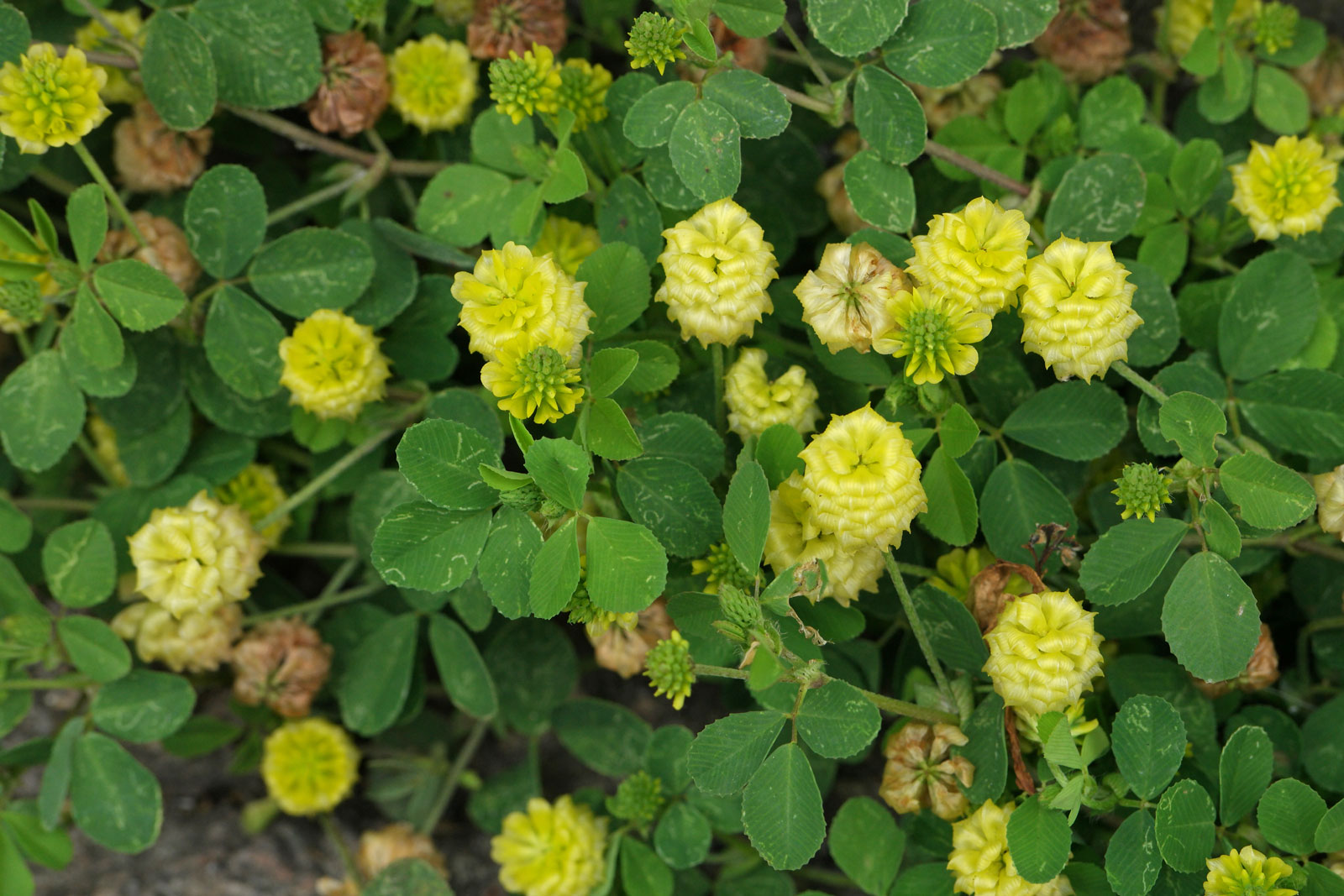 Trifolium campestre