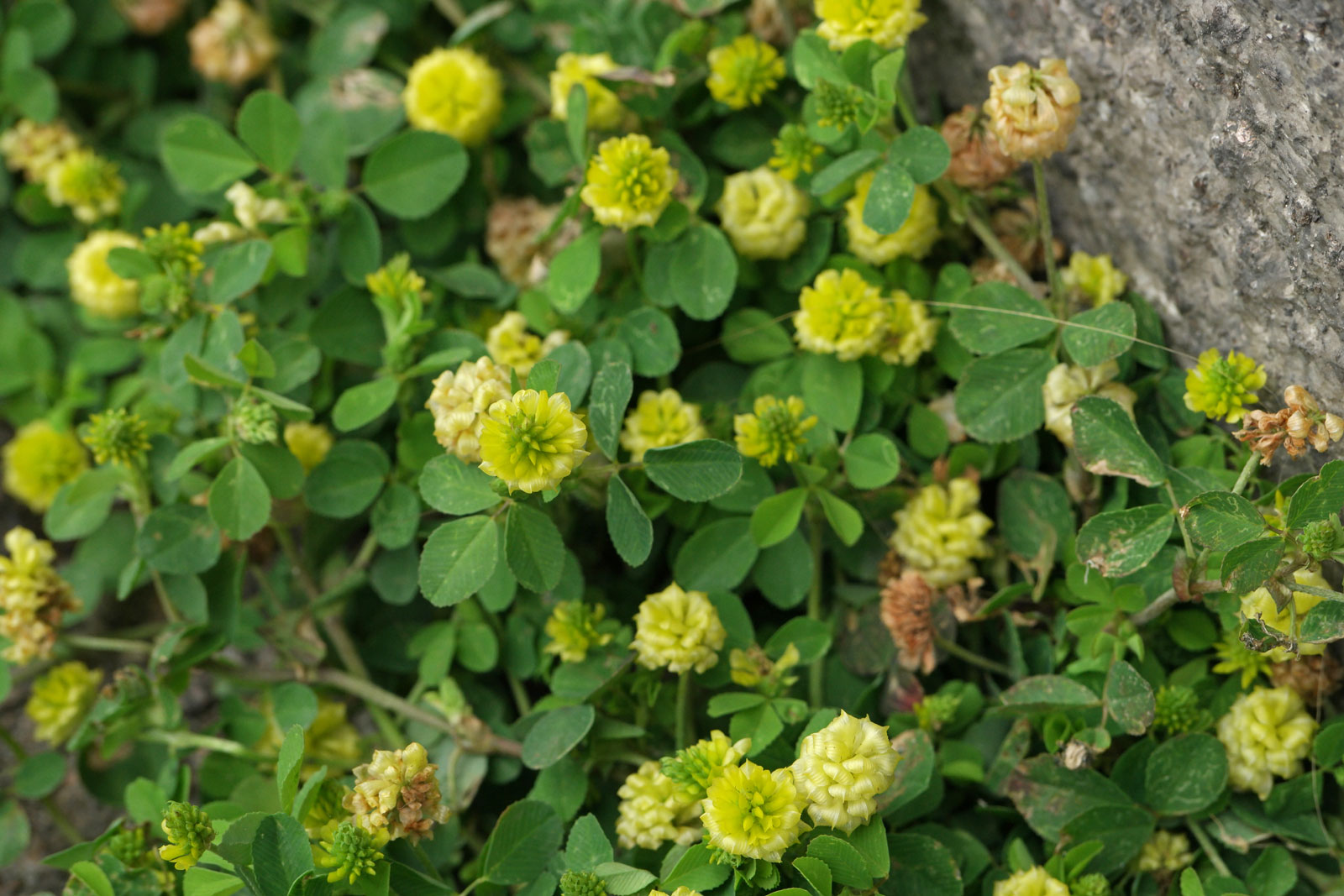 Trifolium campestre