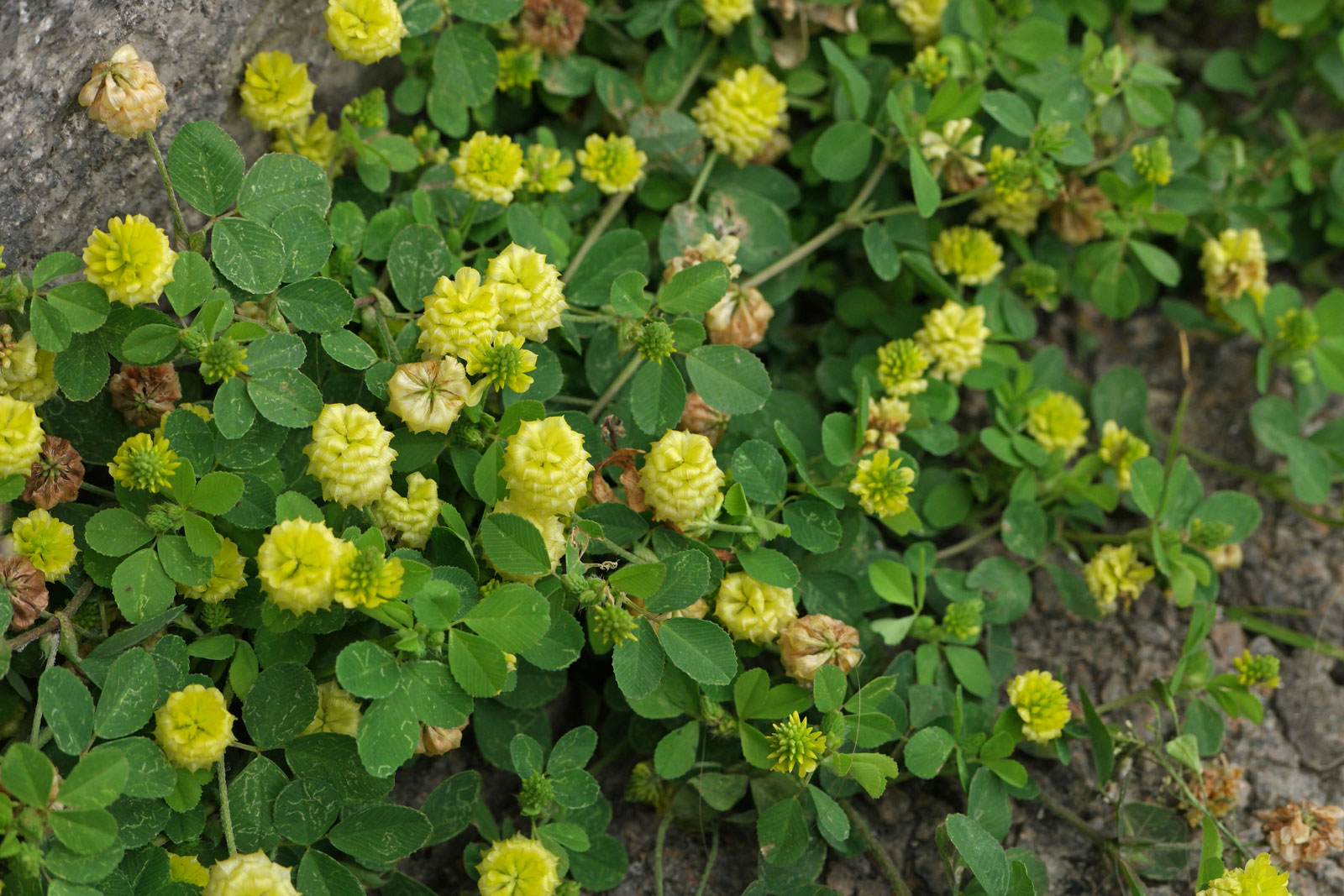 Trifolium campestre