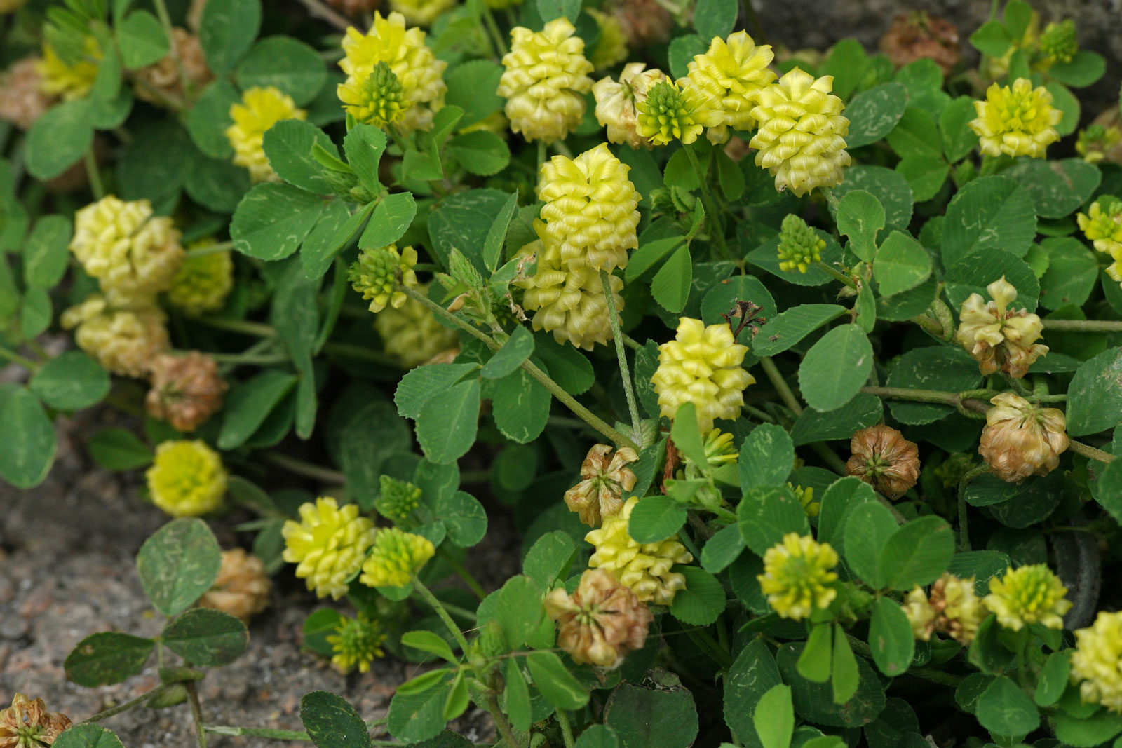 Trifolium campestre