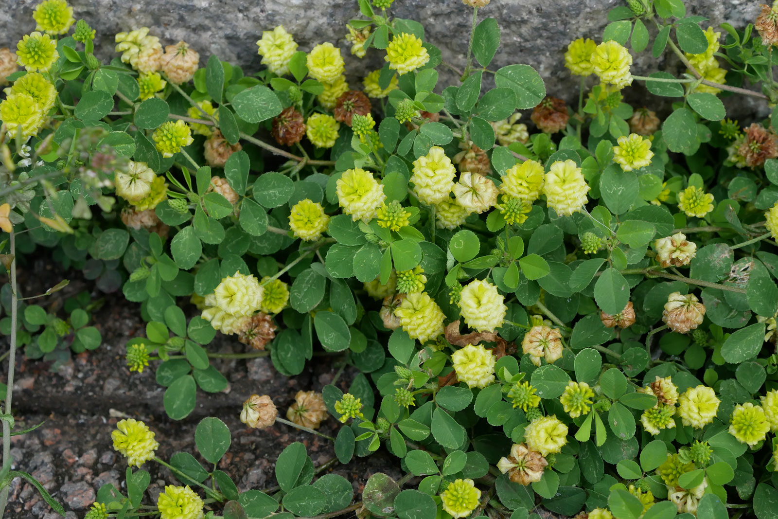 Trifolium campestre