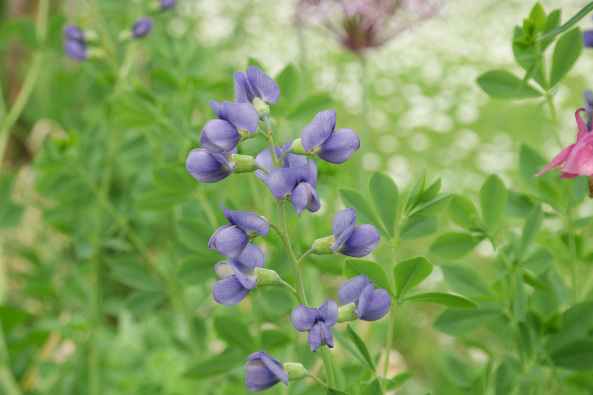 Baptisia australis