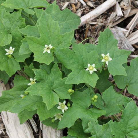 Bryonia dioica