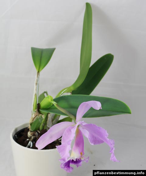 Cattleya labiata Semi Alba