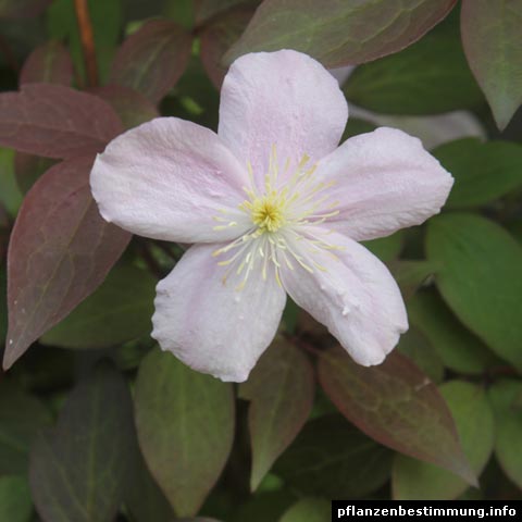 Clematis montana