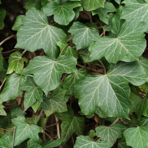 Common Ivy Hedera helix