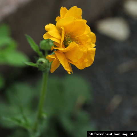 Geum quellyon