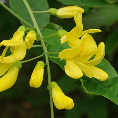 Laburnum watereri