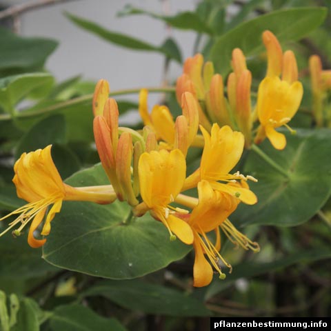 Lonicera tellmanniana