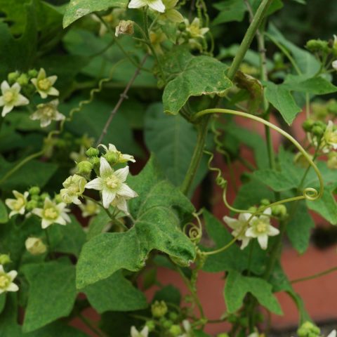 Red Bryony Bryonia dioica