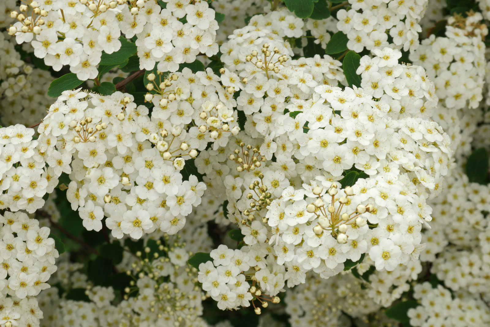 Spiraea × arguta